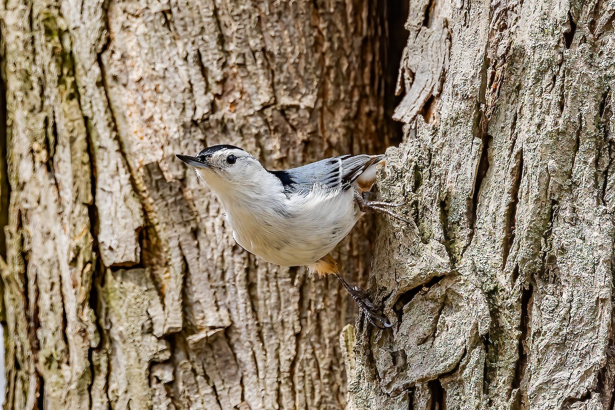 White-breasted Nuthatch - ML618089009