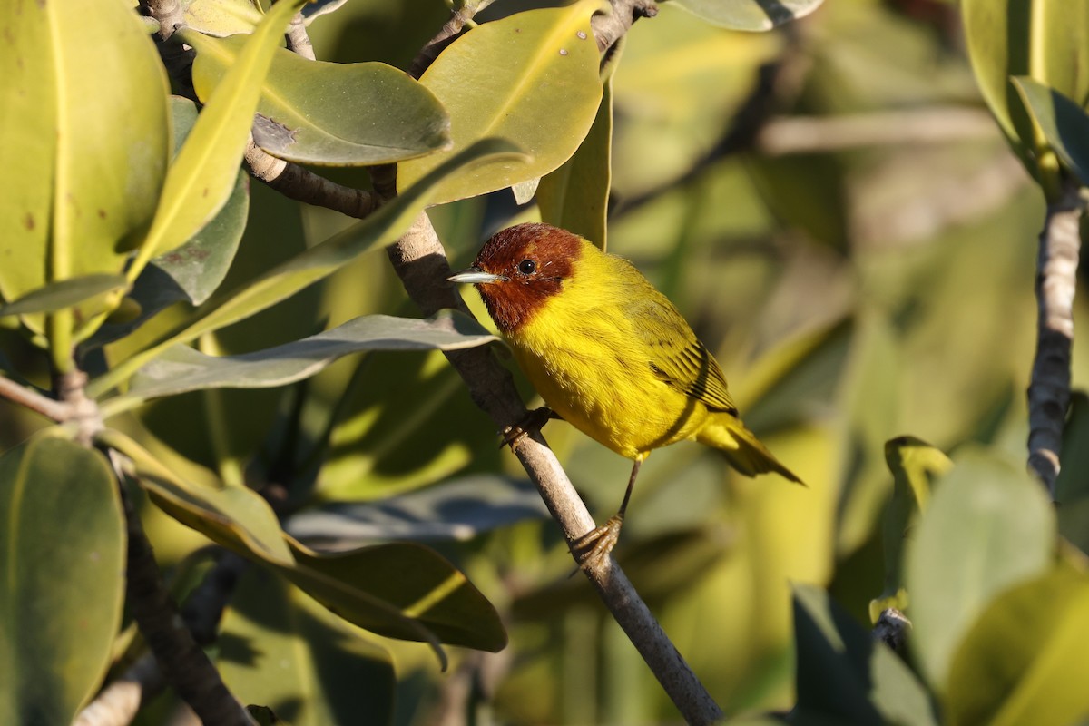 Yellow Warbler (Mangrove) - ML618089012