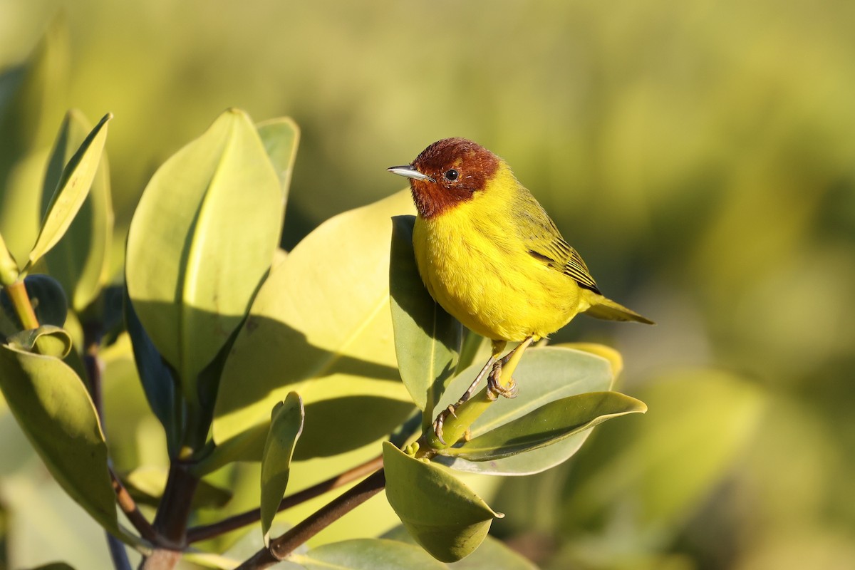 Yellow Warbler (Mangrove) - ML618089013
