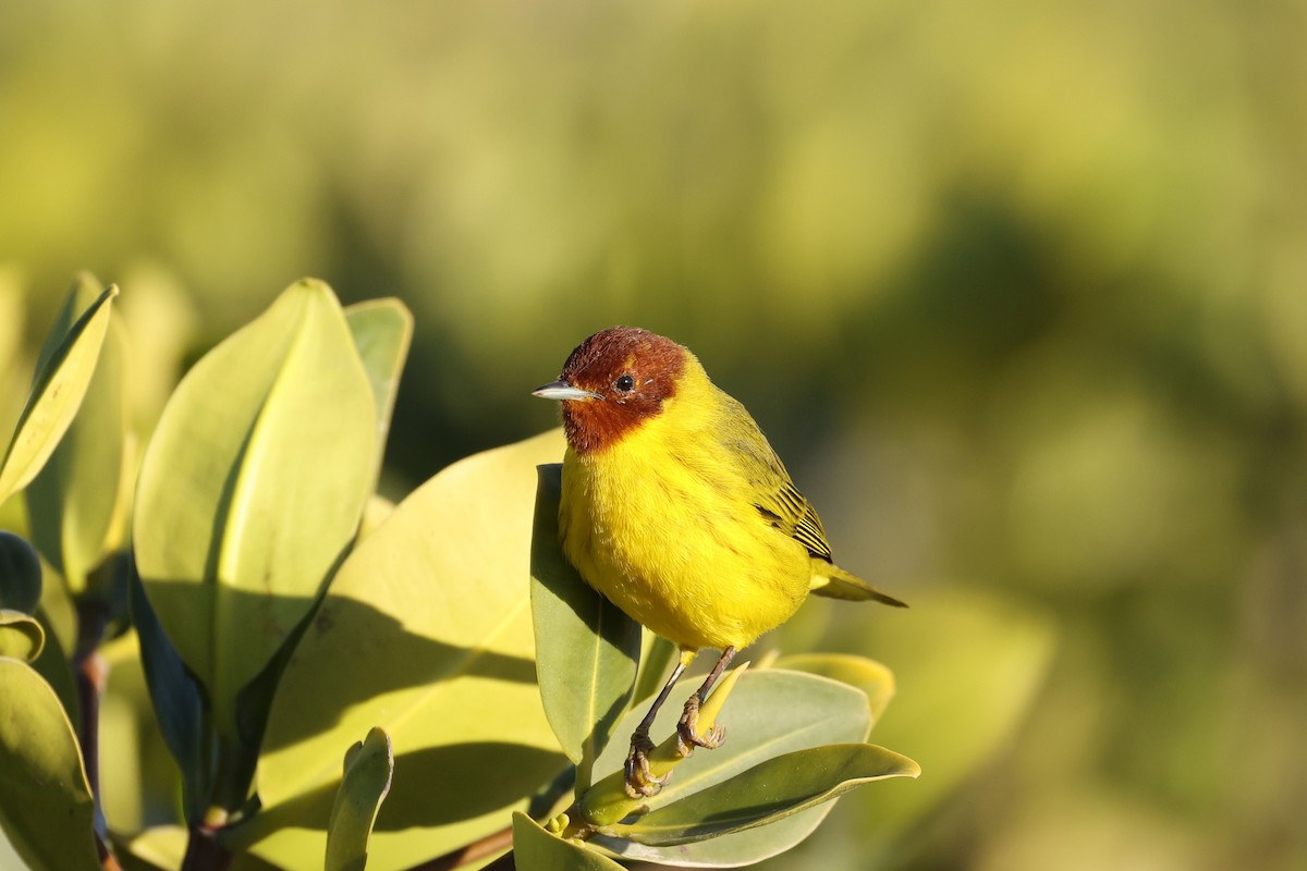 Yellow Warbler (Mangrove) - ML618089014