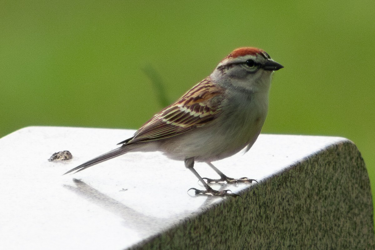 Chipping Sparrow - W Biggs