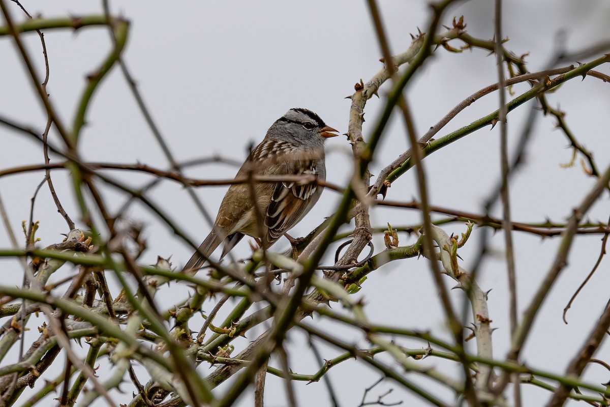 White-crowned Sparrow - ML618089029