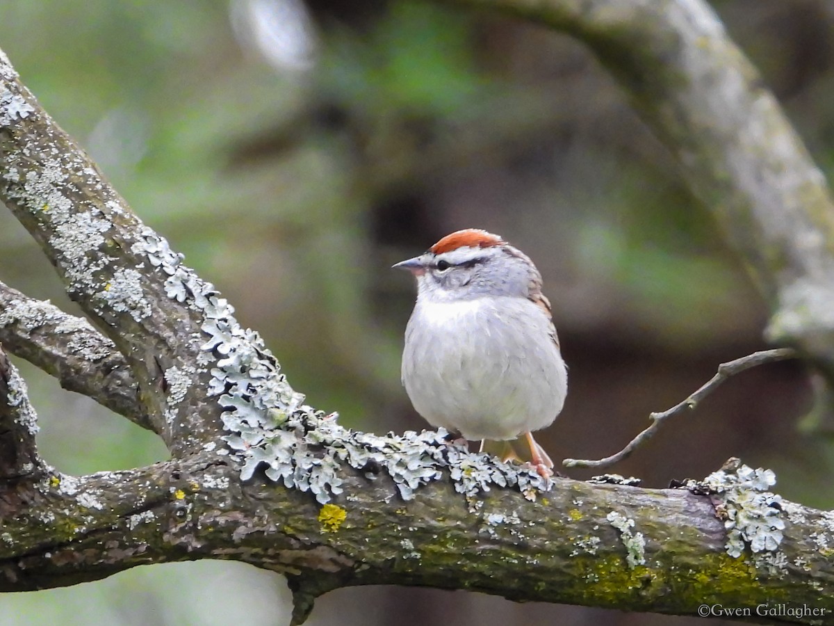 Chipping Sparrow - ML618089044