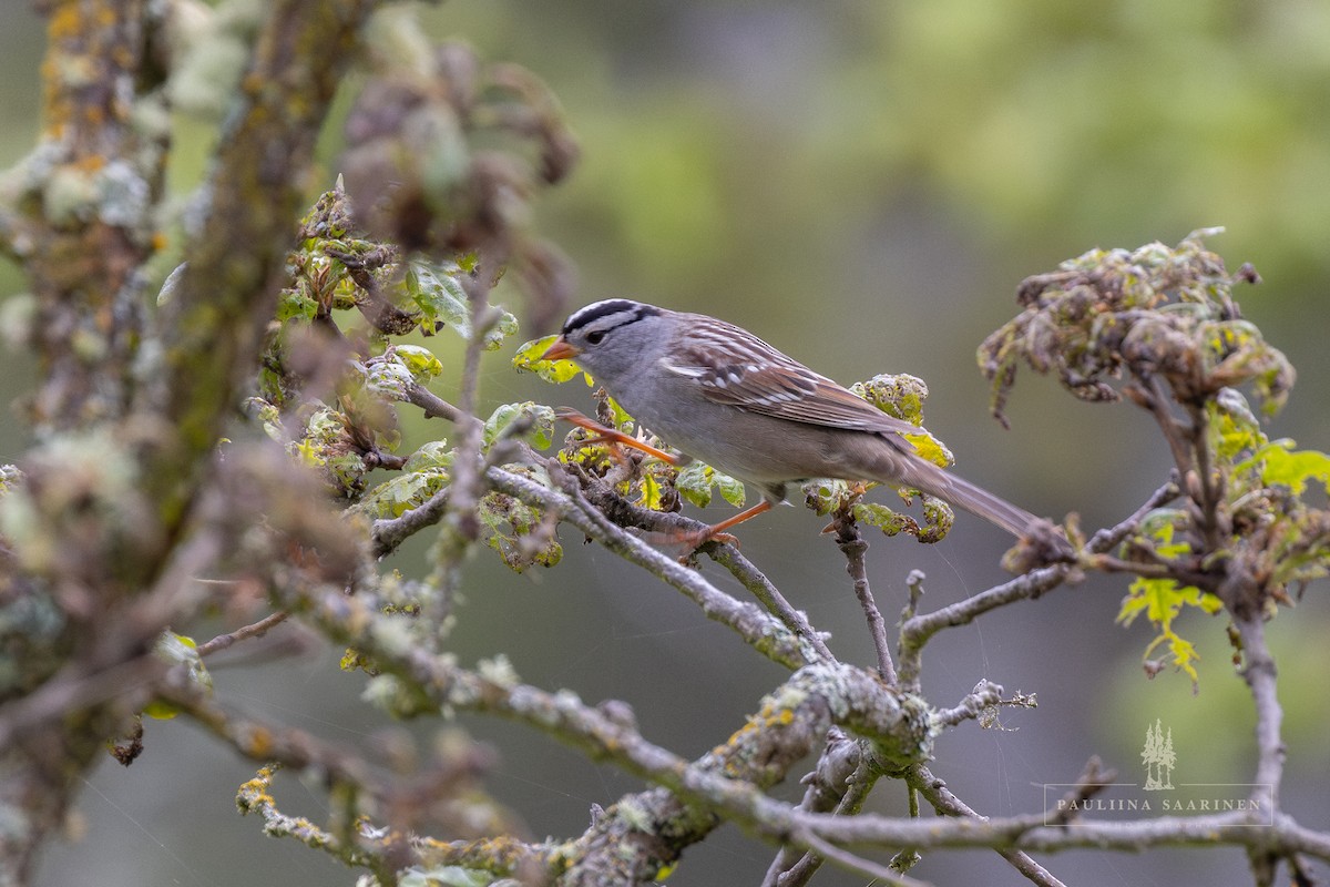 White-crowned Sparrow (Gambel's) - Pauliina Saarinen