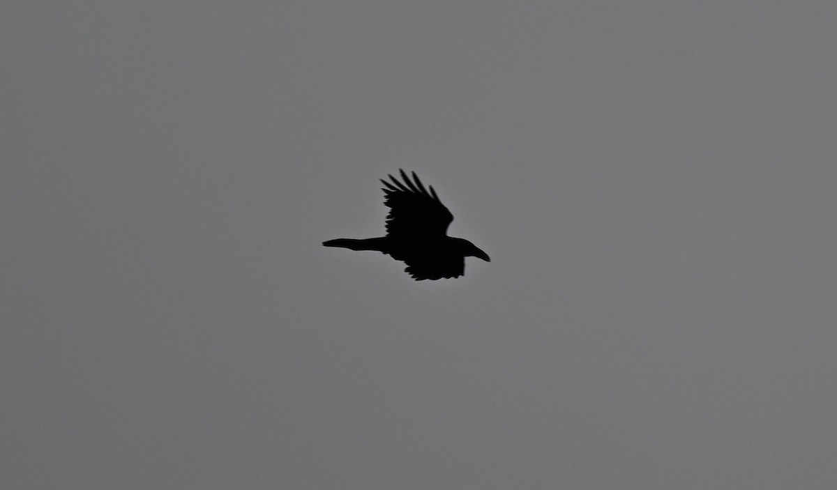 Common Raven - Andrew Longtin