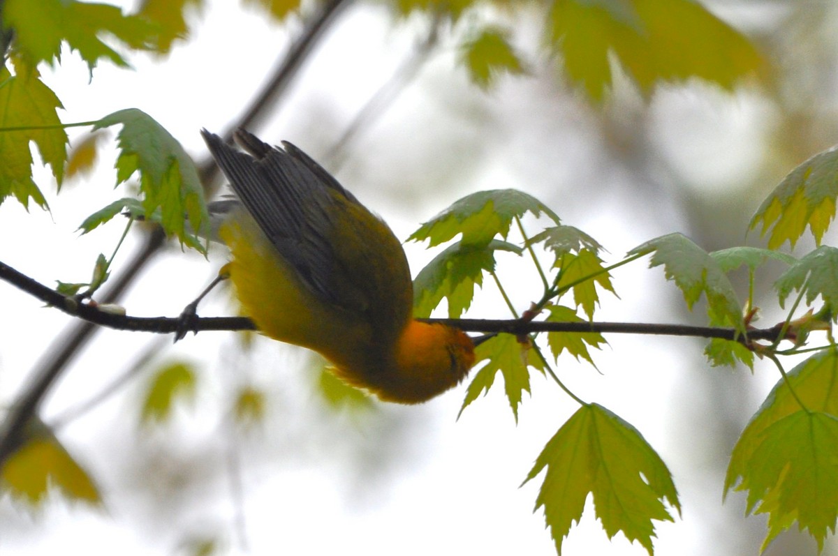 Prothonotary Warbler - ML618089072