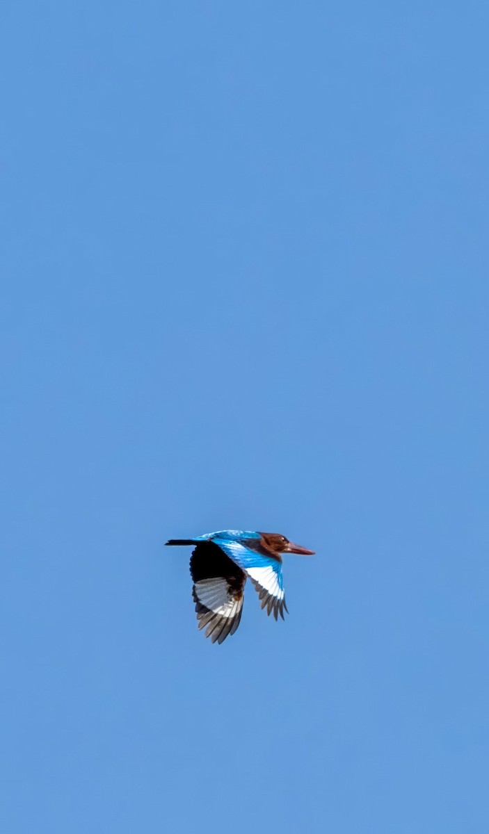 White-throated Kingfisher - Naveen Kumar S