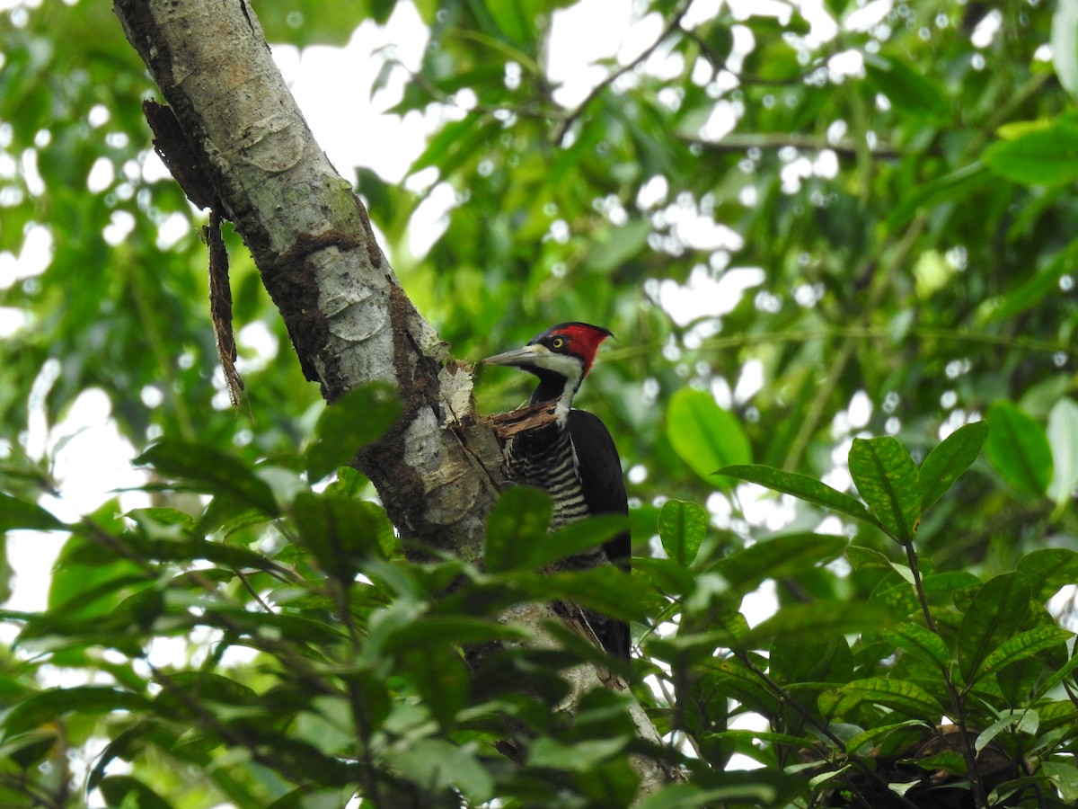 Crimson-crested Woodpecker - ML618089111