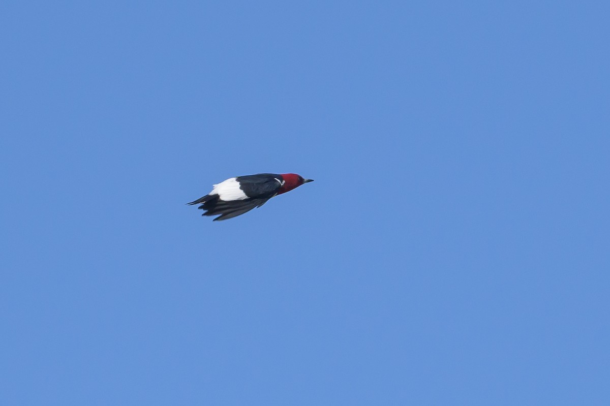 Red-headed Woodpecker - ML618089112