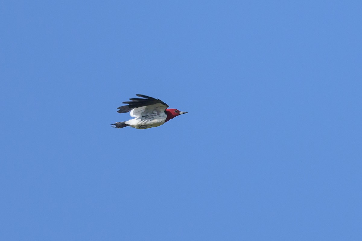Red-headed Woodpecker - ML618089113