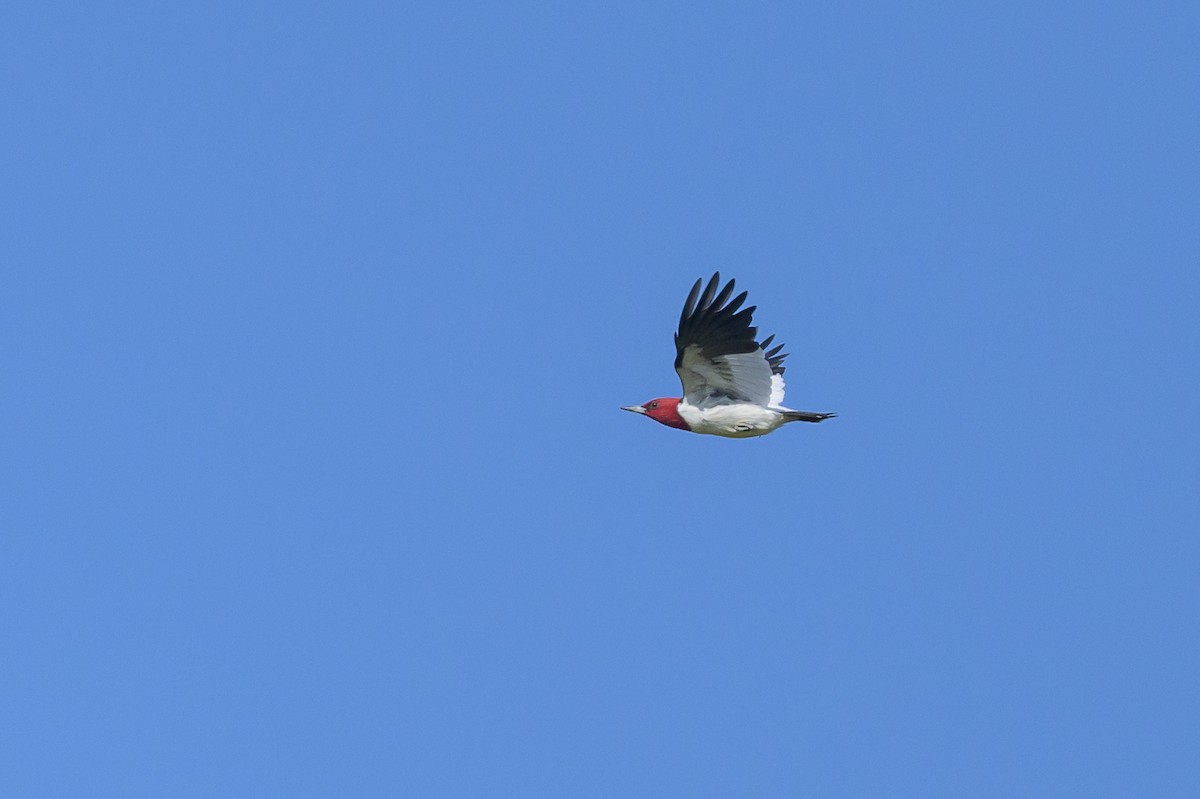 Red-headed Woodpecker - ML618089114