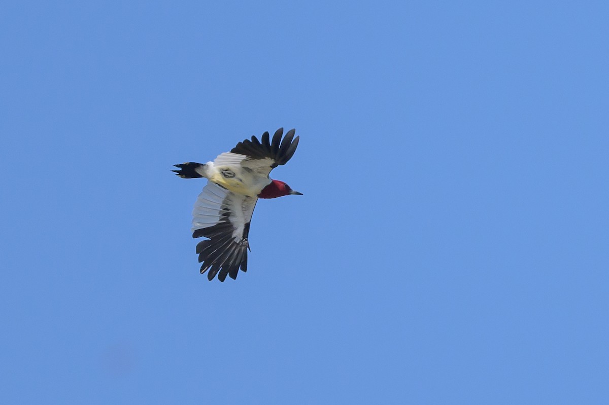 Red-headed Woodpecker - ML618089116