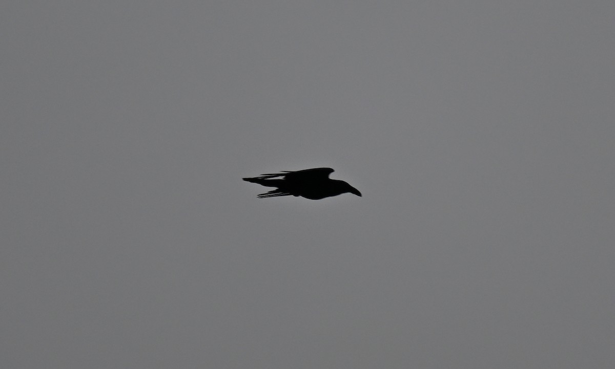 Common Raven - ML618089131