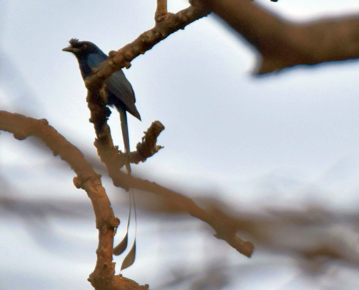 Greater Racket-tailed Drongo - ML618089136