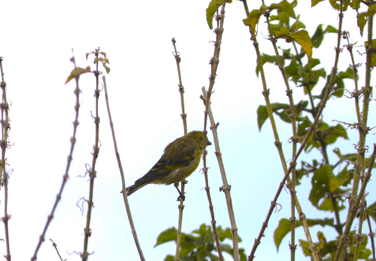 Yellow-crowned Canary - ML618089138
