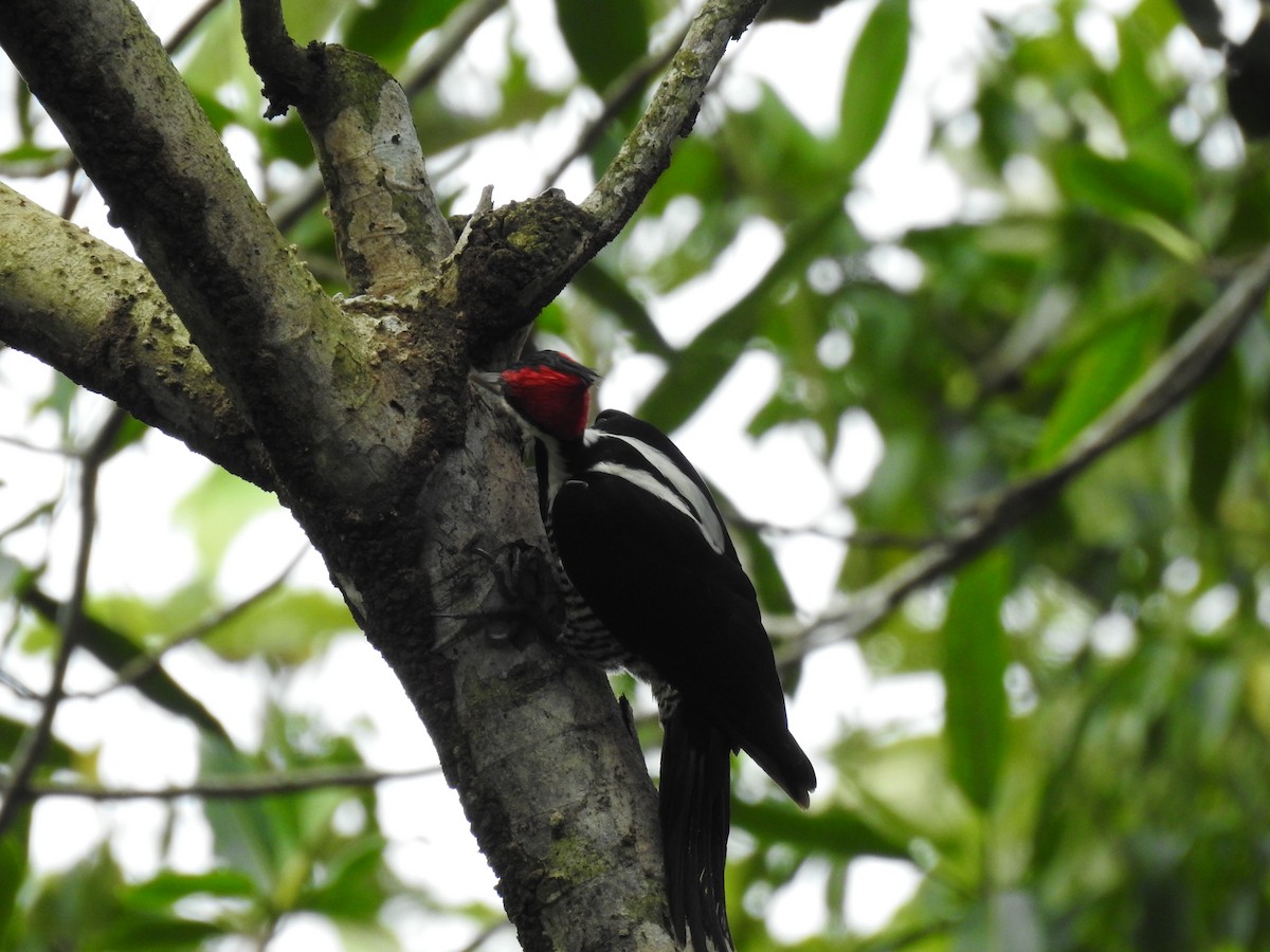 Crimson-crested Woodpecker - ML618089142
