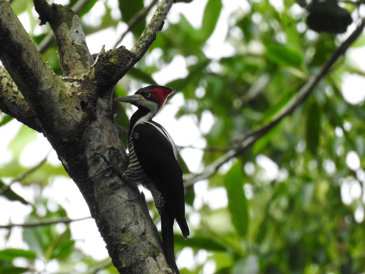 Crimson-crested Woodpecker - ML618089192