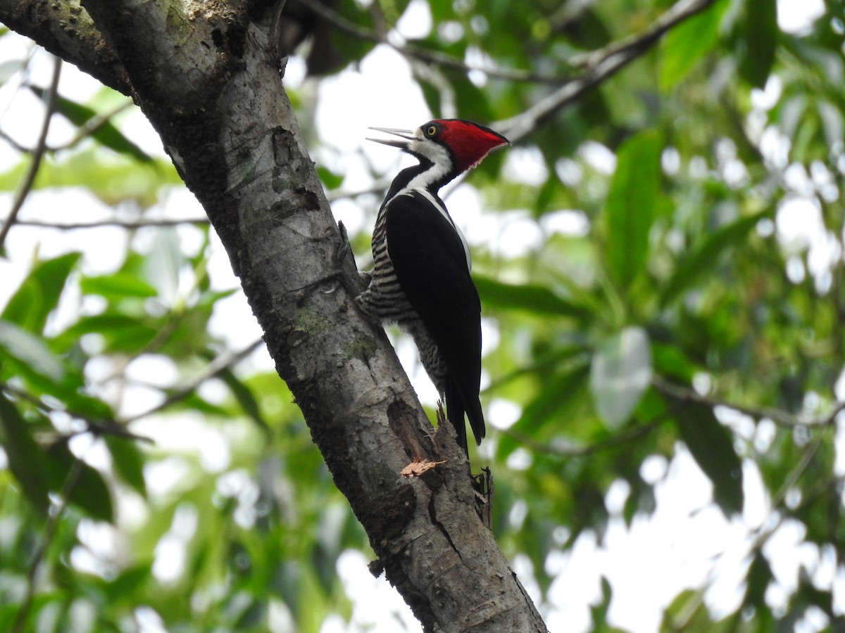 Crimson-crested Woodpecker - Diana Patricia Deaza Curico
