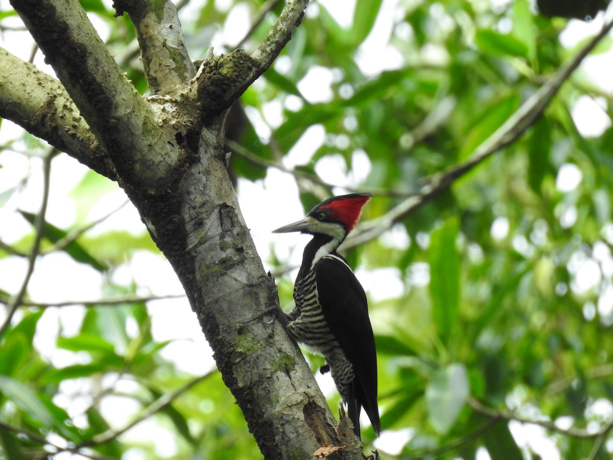 Crimson-crested Woodpecker - Diana Patricia Deaza Curico