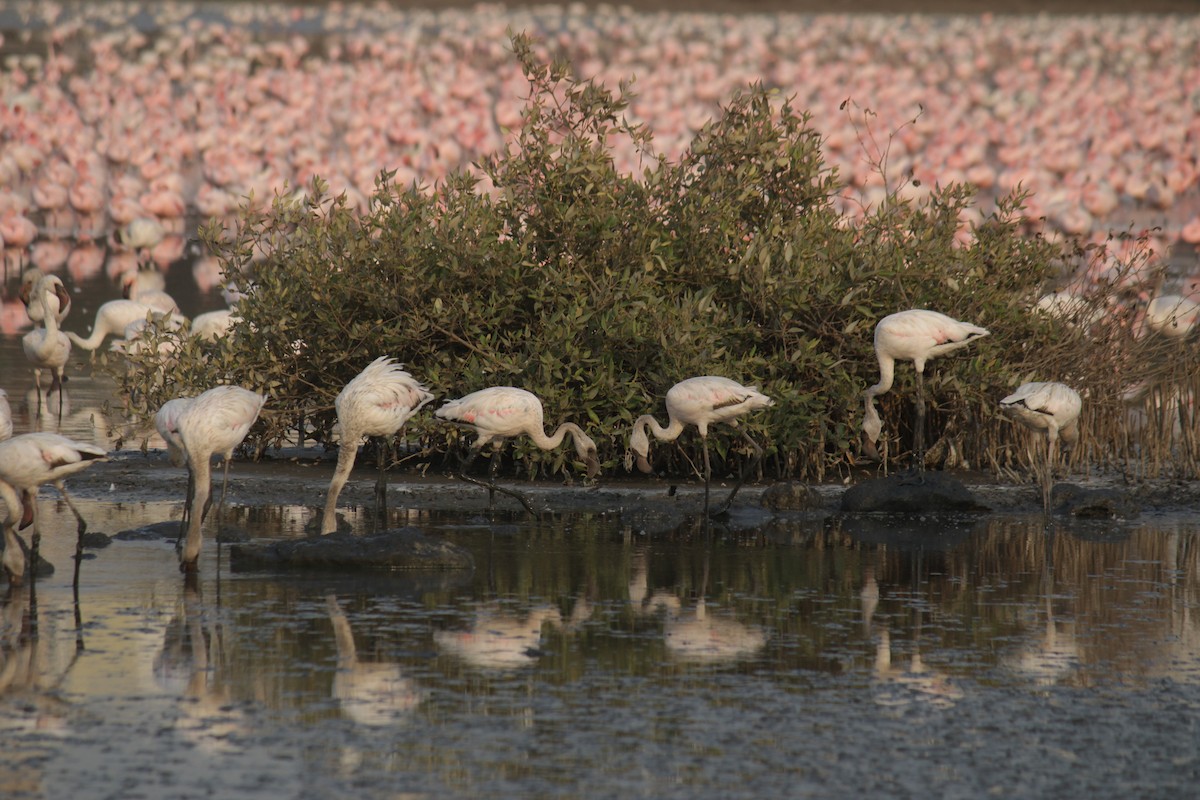 Lesser Flamingo - Ankita Walke