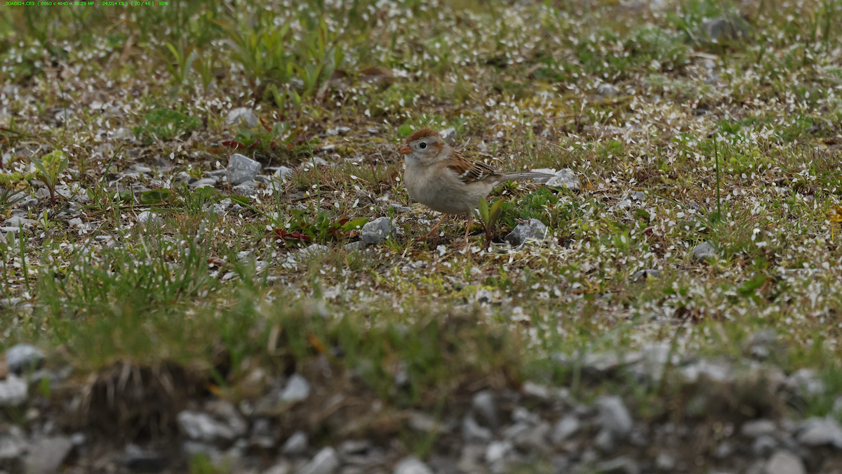 Field Sparrow - ML618089206