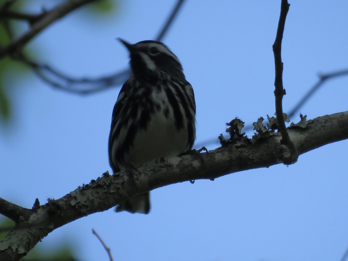 Black-and-white Warbler - ML618089213