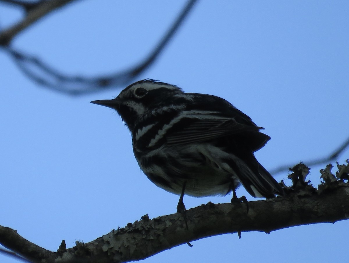 Black-and-white Warbler - ML618089214