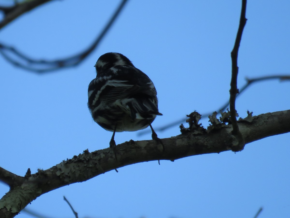 Black-and-white Warbler - ML618089216