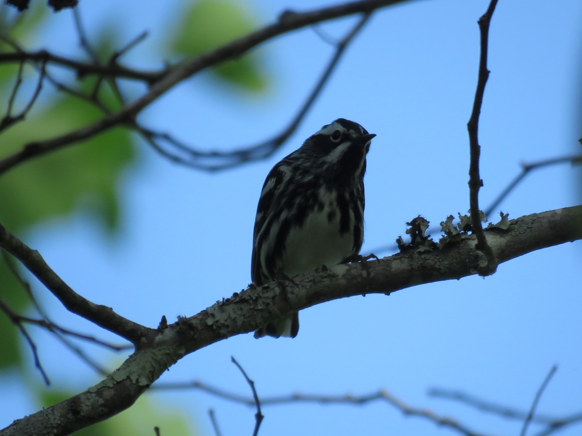 Black-and-white Warbler - ML618089217