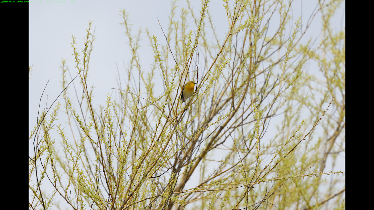 Prothonotary Warbler - Cindy Crease