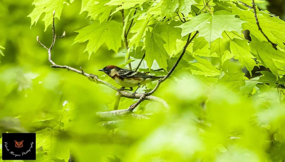 Bay-breasted Warbler - Patrick Morgan
