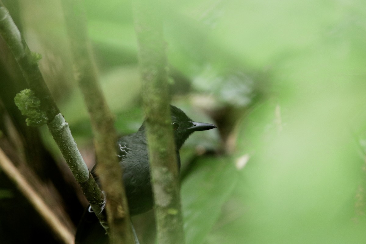 Black-headed Antbird - ML618089292
