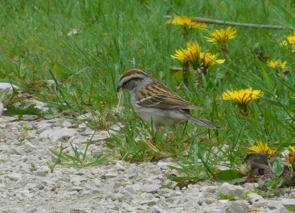 Chipping Sparrow - Laurie White