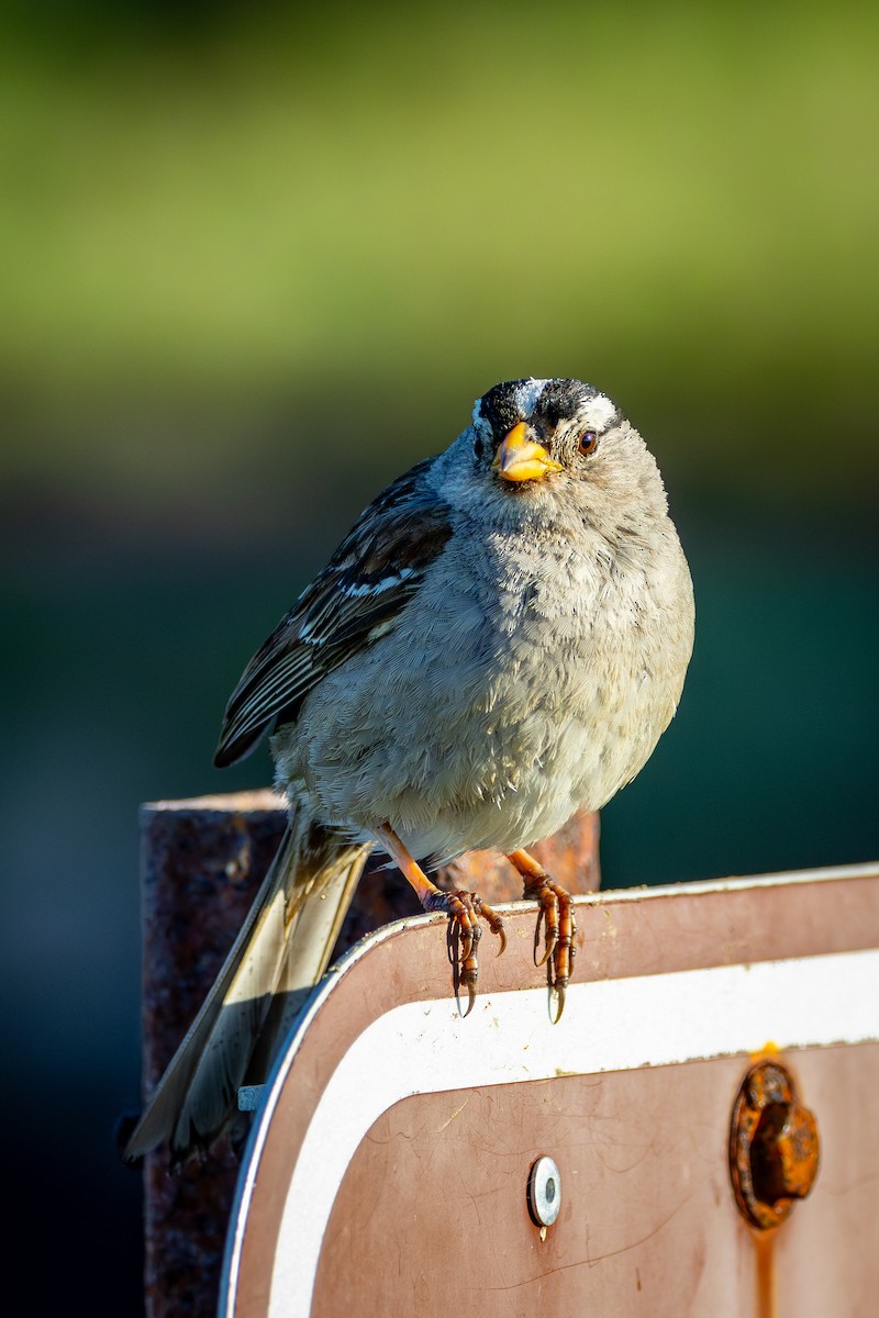 White-crowned Sparrow - ML618089339
