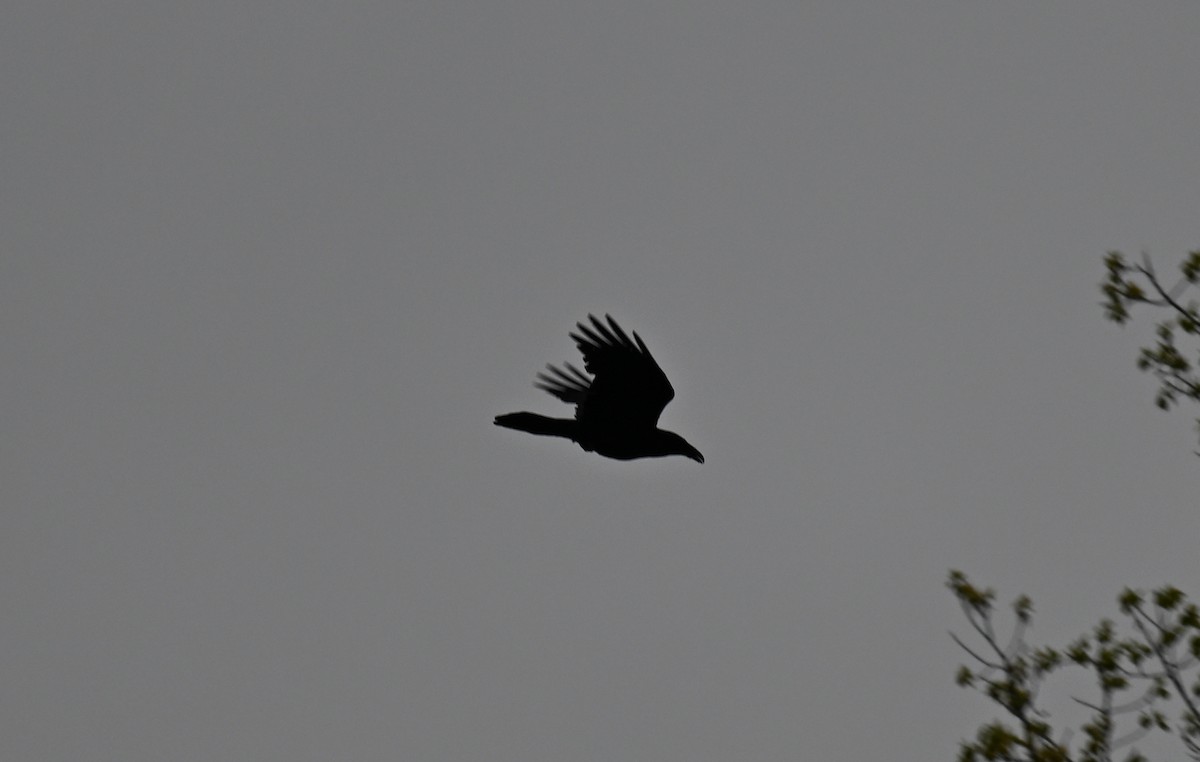 Common Raven - ML618089348