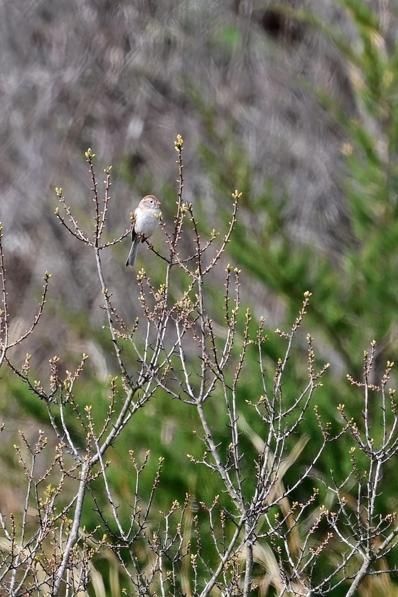 Field Sparrow - Eileen Gibney
