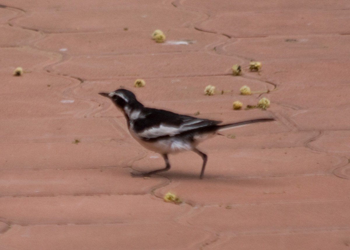 African Pied Wagtail - ML618089353