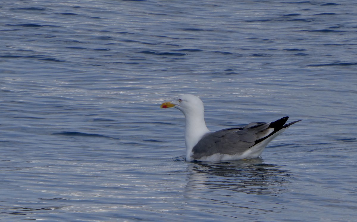 Yellow-legged Gull (atlantis) - Jocelyne Pelletier
