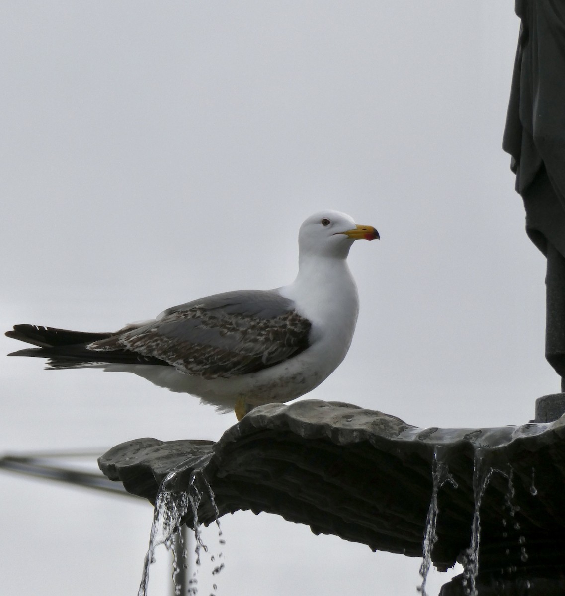 Yellow-legged Gull (atlantis) - Jocelyne Pelletier
