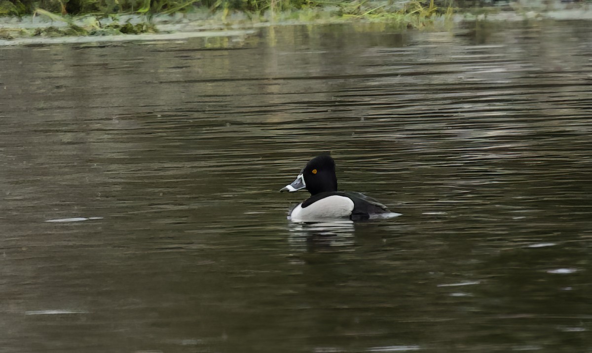 Ring-necked Duck - Michel Proulx