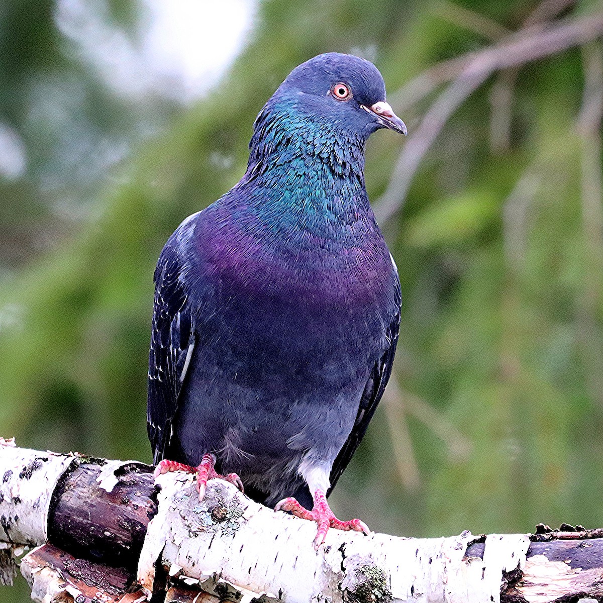 Rock Pigeon (Feral Pigeon) - Ron and Linda (Tozer) Johnston