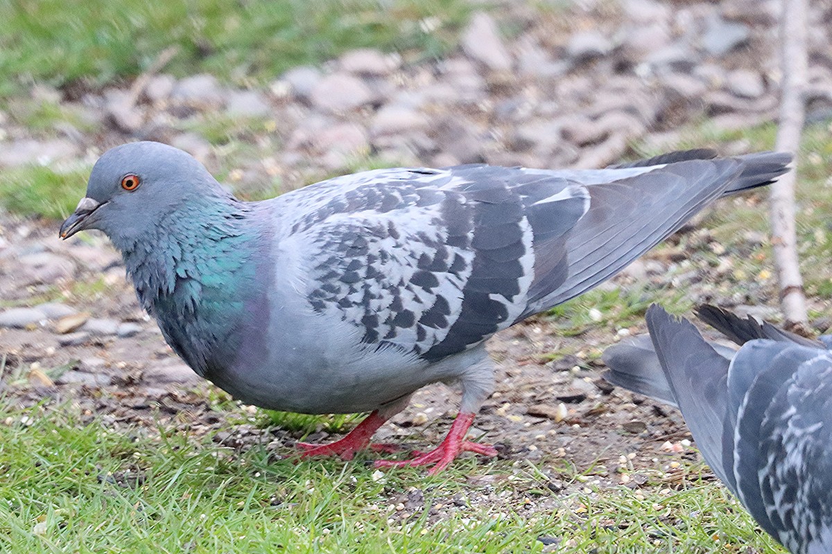 Rock Pigeon (Feral Pigeon) - Ron and Linda (Tozer) Johnston