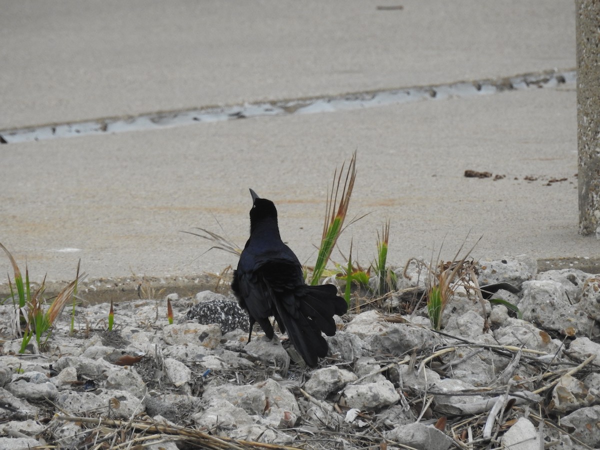 Great-tailed Grackle - ML618089438