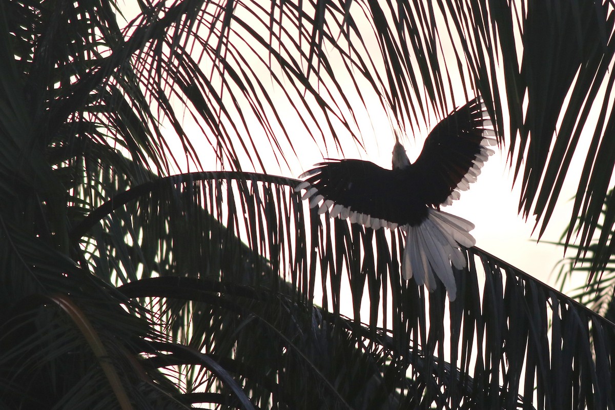 White-crowned Hornbill - ML618089448