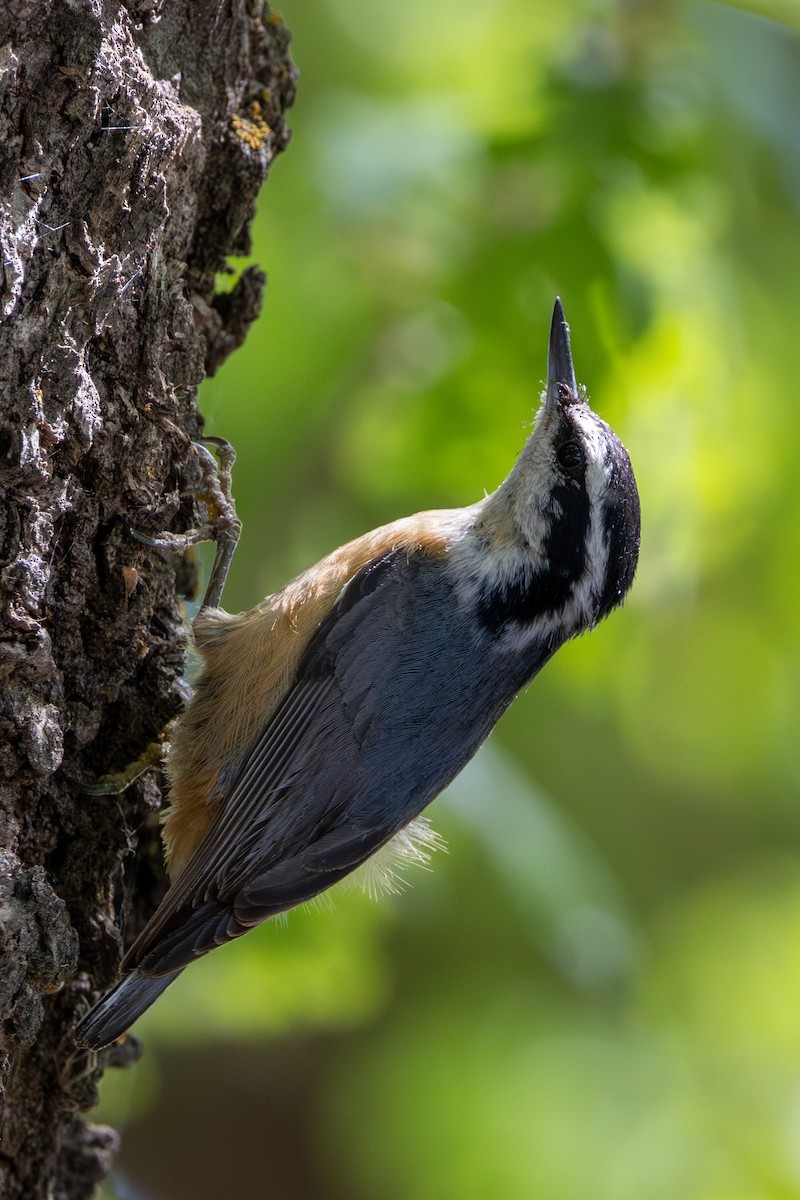 Red-breasted Nuthatch - ML618089450