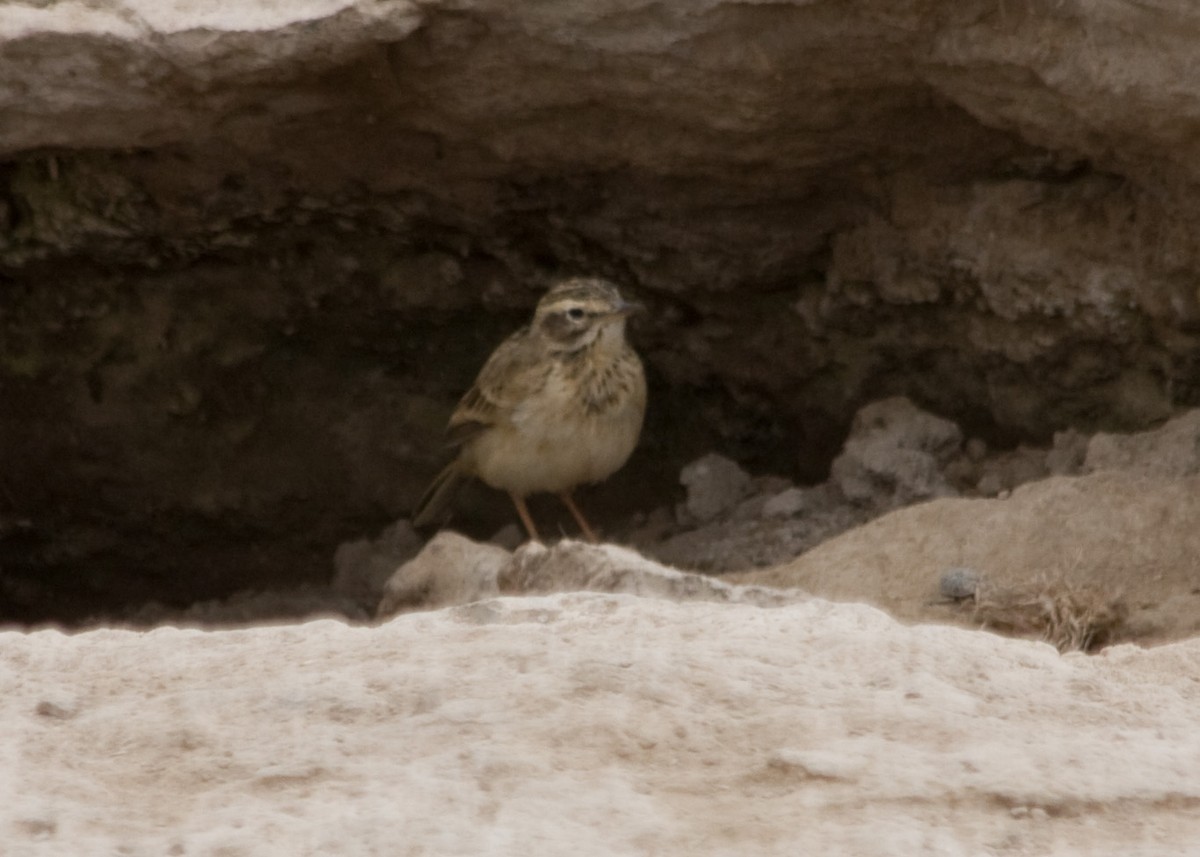 African Pipit - ML618089465