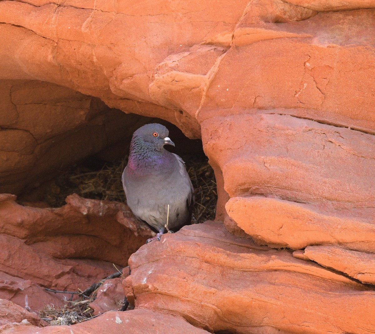 Rock Pigeon (Feral Pigeon) - Jeff Gardner