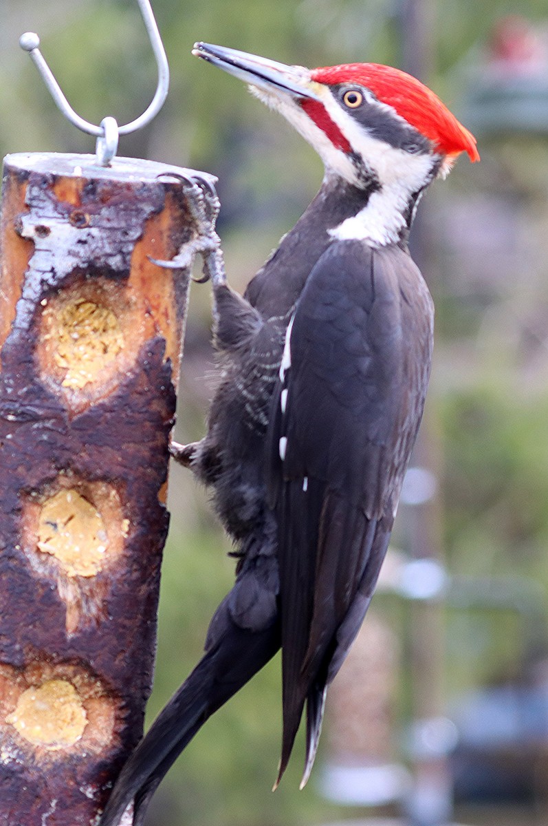 Pileated Woodpecker - Ron and Linda (Tozer) Johnston