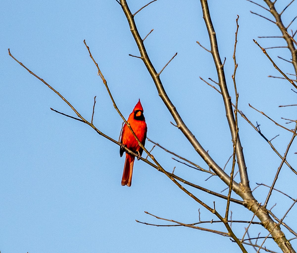 Northern Cardinal - Mark Strittmatter