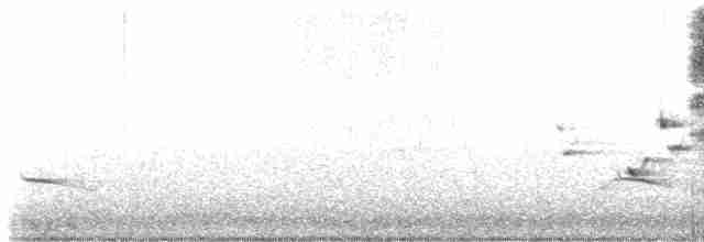 Поплітник каролінський - ML618089597